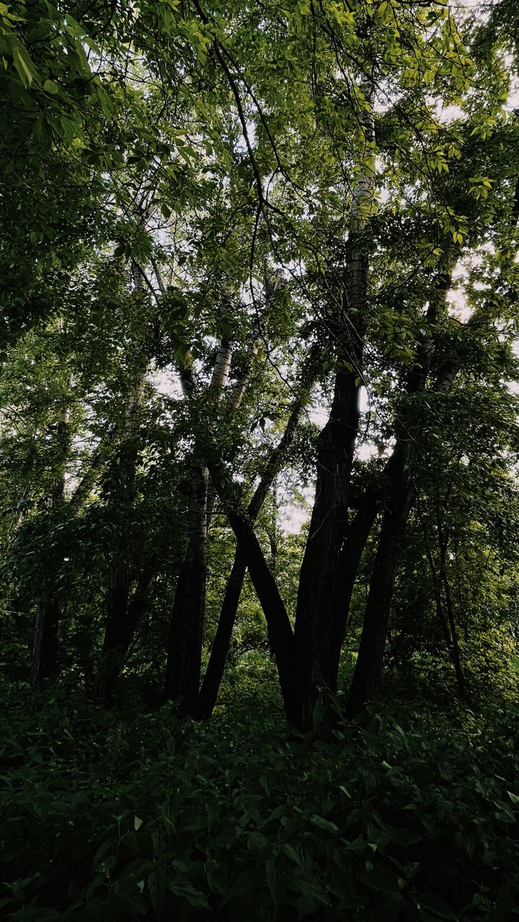 Danil Lysov