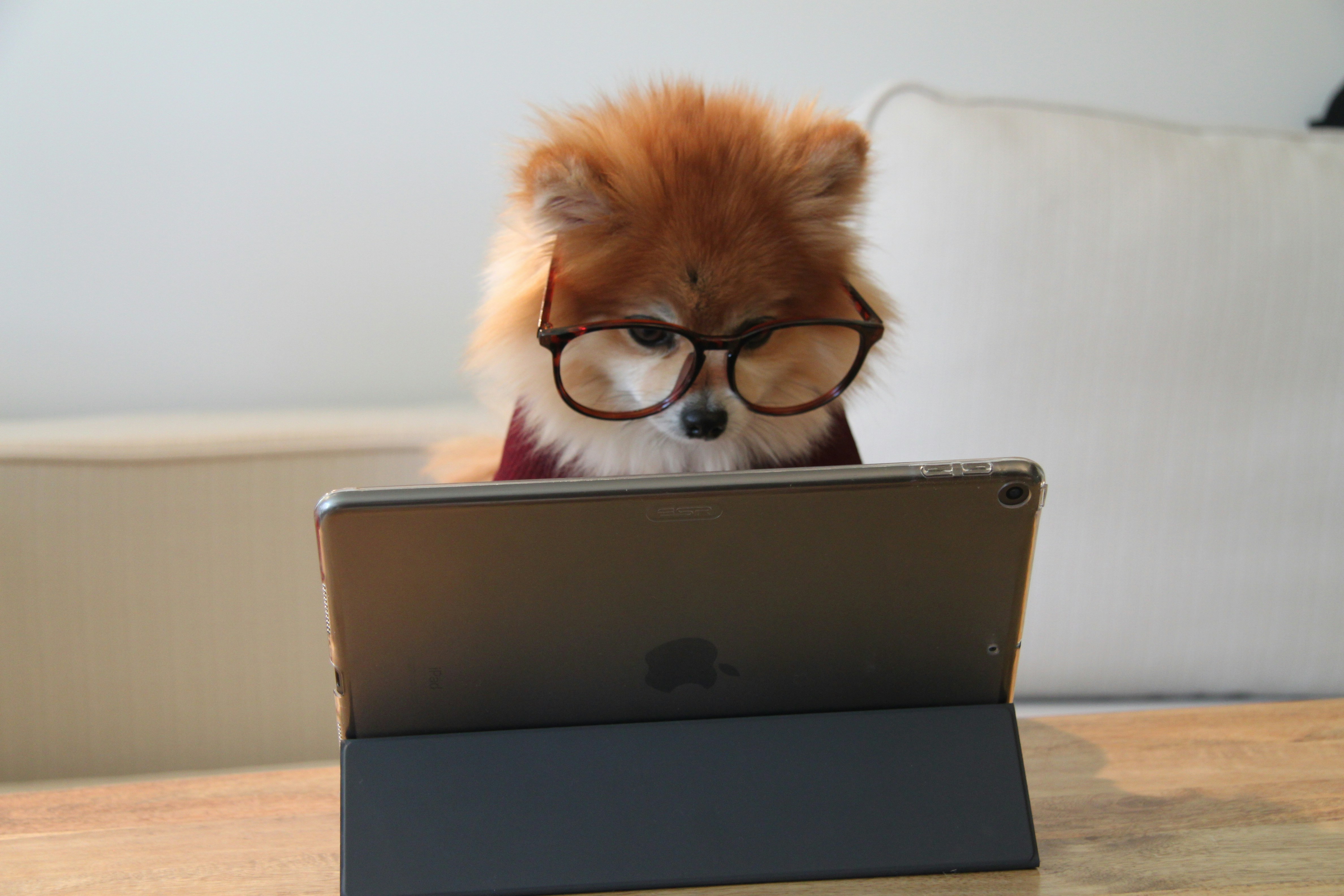 Cookie the Pom