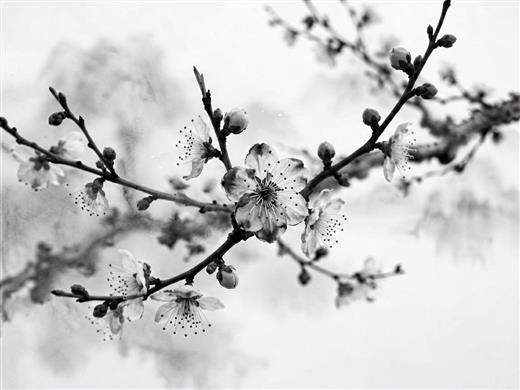 水墨花鸟 AI素材 0091