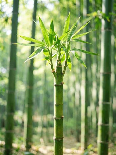 好运发财 AI素材 0052